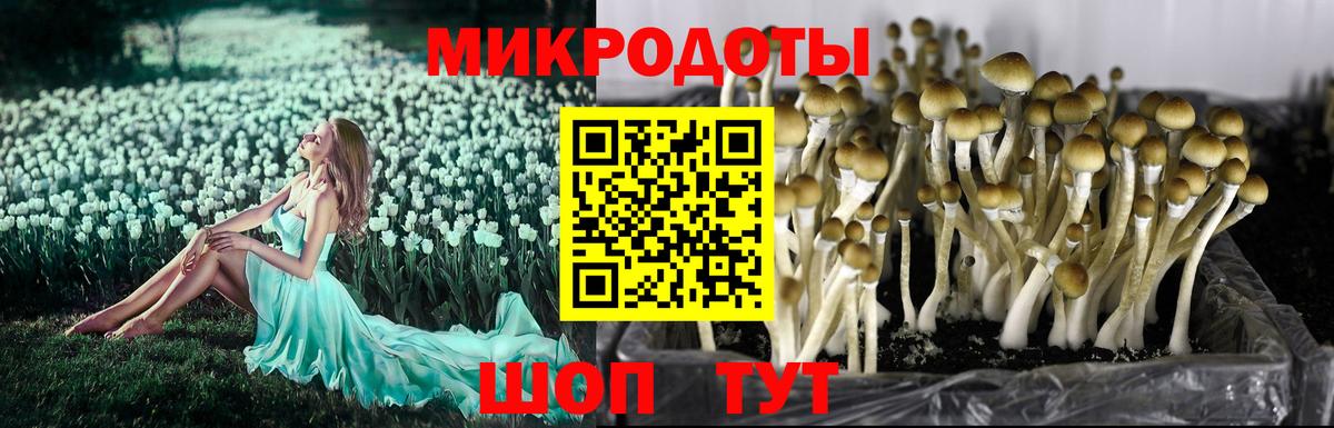 Шатура  Псилоцибиновые грибы Cubensis  Вход с VPN 